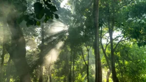forest