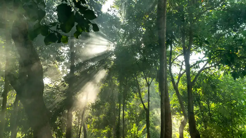 forest