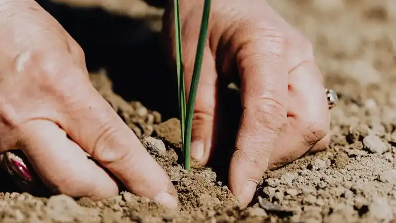 plant-a-seed